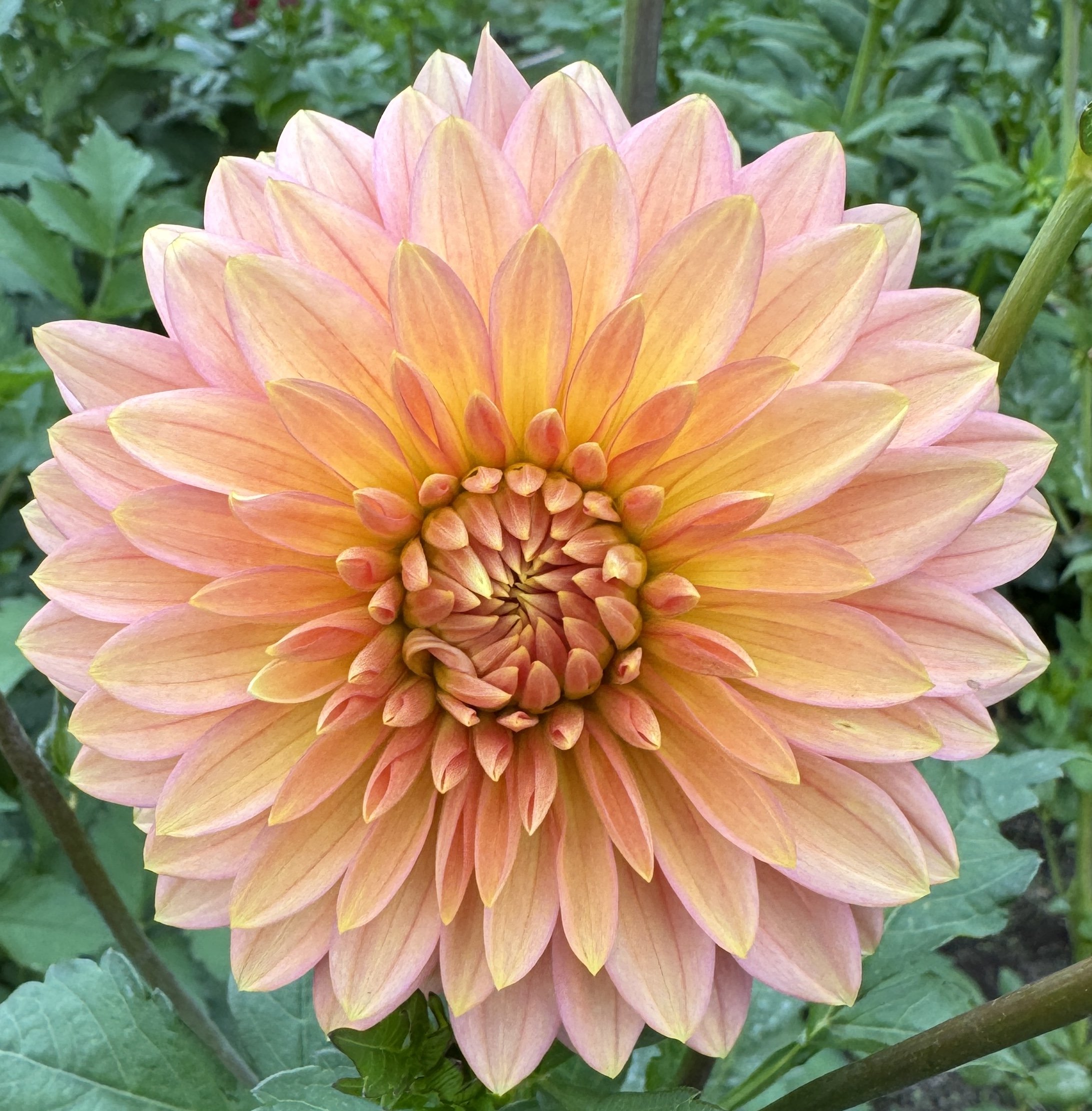 Shop Dahlias — RiversDahlias.com